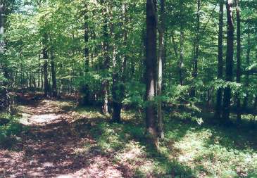 Gipsabbau oder Europisches Schutzgebiet? 
Der Rseberg bei Walkenried